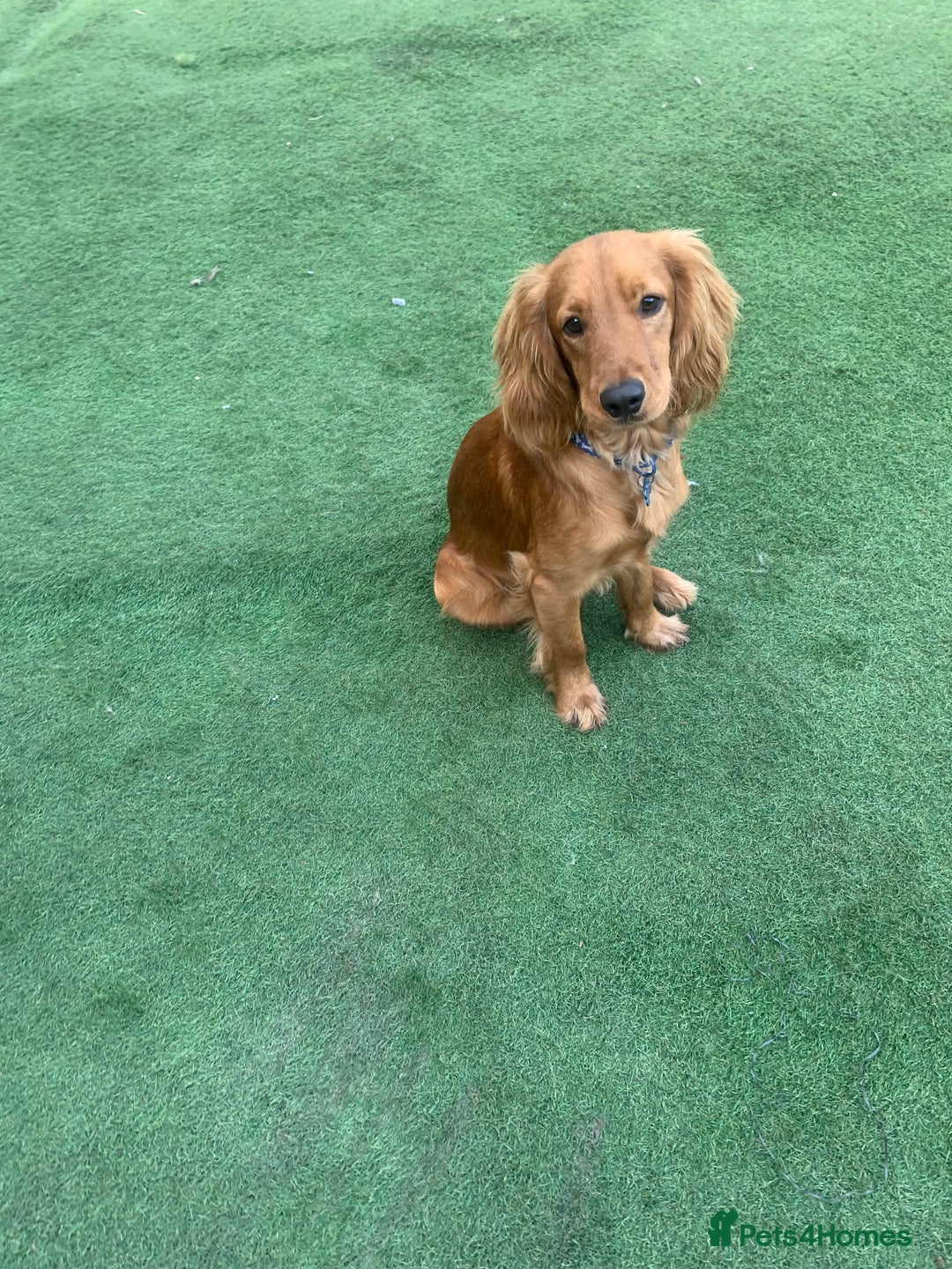 Cocker Spaniel dogs for sale: boy cocker spaniel - Image 3