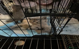 Ragdoll cats for sale: Ragdoll x British shorthair  - Image 13