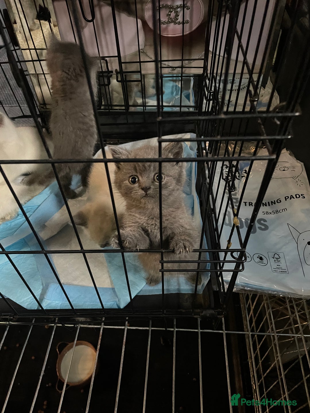 Ragdoll cats for sale: Ragdoll x British shorthair  - Image 13