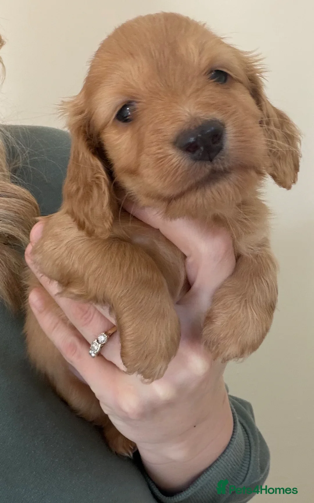 Miniature Dachshund dogs for sale: stunning cream mini dachound babies - Advert 9