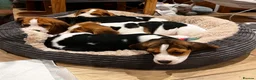 Beagle dogs for sale: DNA and KC registered beautiful puppies - Advert 8