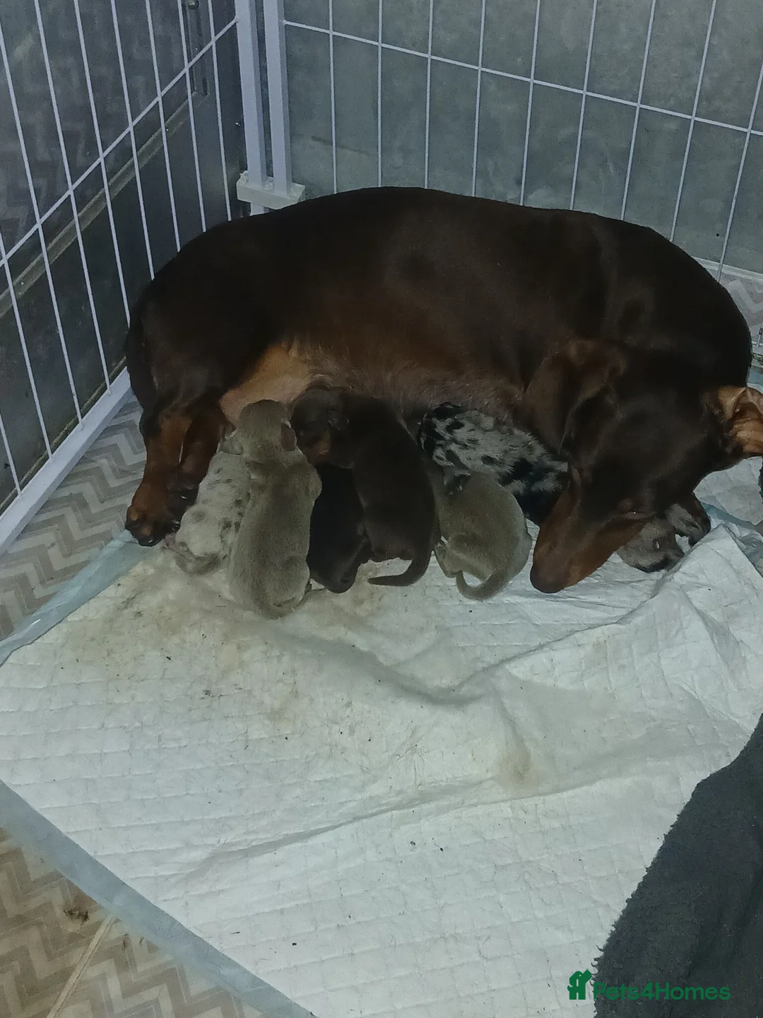 Dachshund dogs for sale: Lovley colourful litter. - Advert 2