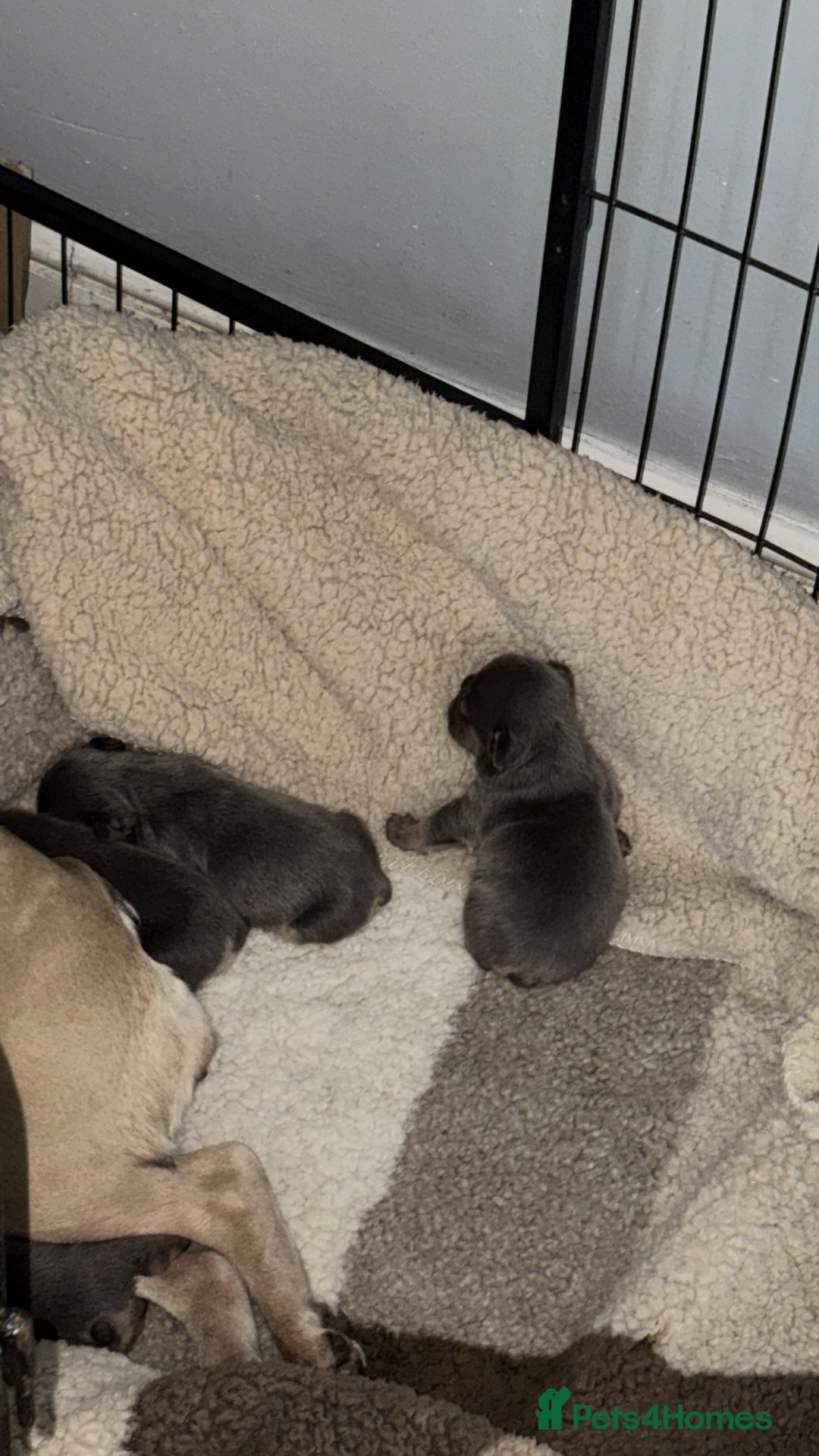 Mixed Breed dogs for sale: Frenglish puppies  - Image 5