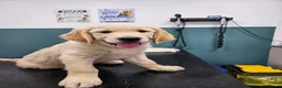 Golden Retriever dogs for sale: READY TO LEAVE Litter of Golden Retriever puppies - Advert 12