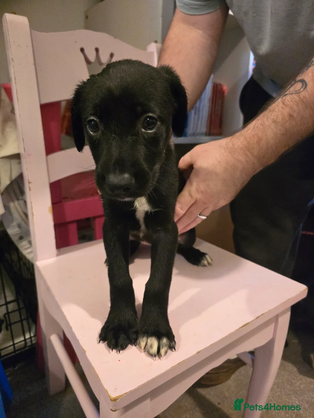 Mixed Breed dogs for sale: Doberman x Collie pups! - Advert 7