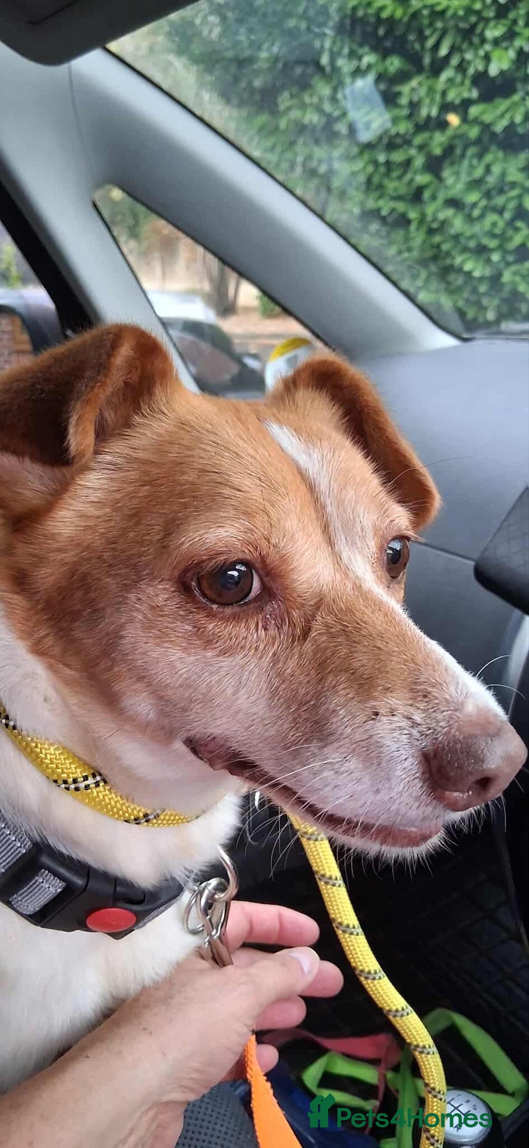 Jack Russell dogs for adoption: Lovely Pepper  - Image 11