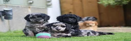 Cockapoo dogs for sale: Beautiful Cockapoo puppies for sale  - Advert 29