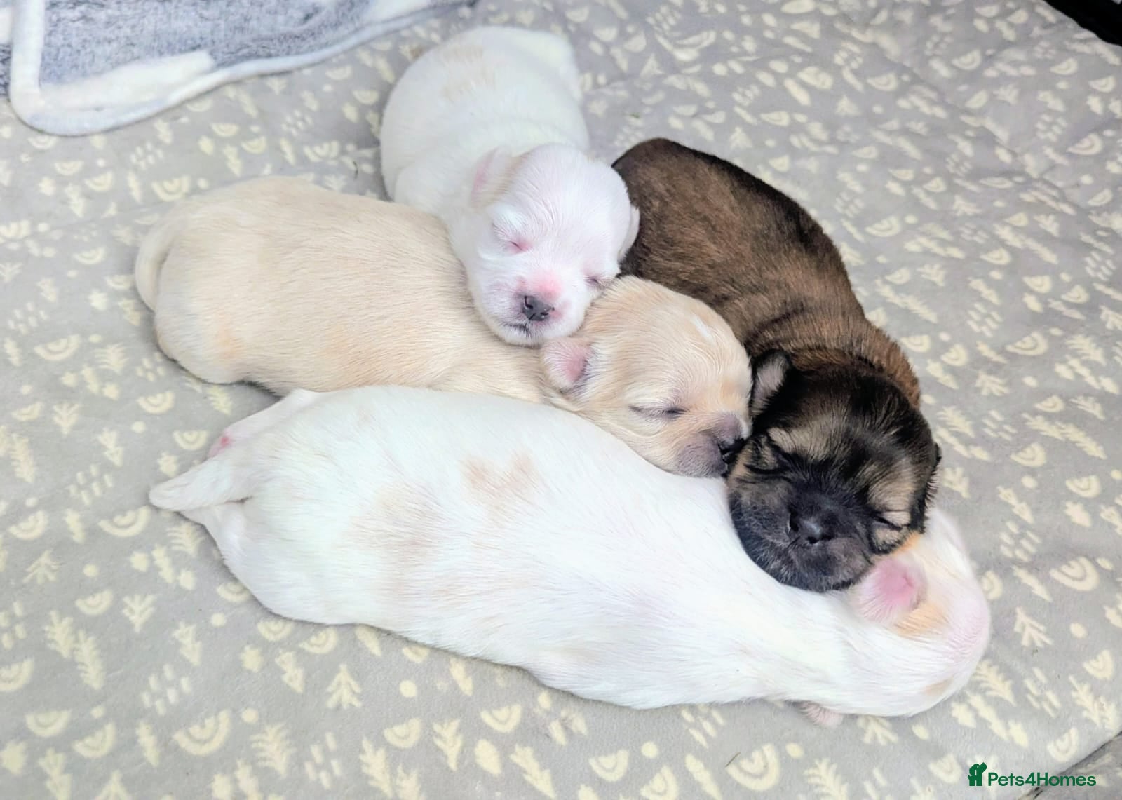 Malshi dogs for sale: 2 Malshi girls for sale to loving homes in Stockton-on-Tees - Advert 4