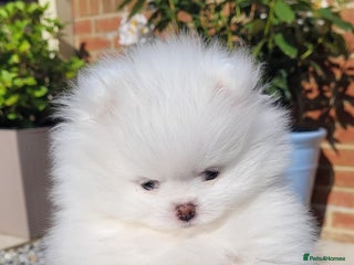 Pomeranian dogs Russian baby pomeranian(only two girls left) 💖💕 - Advert 8