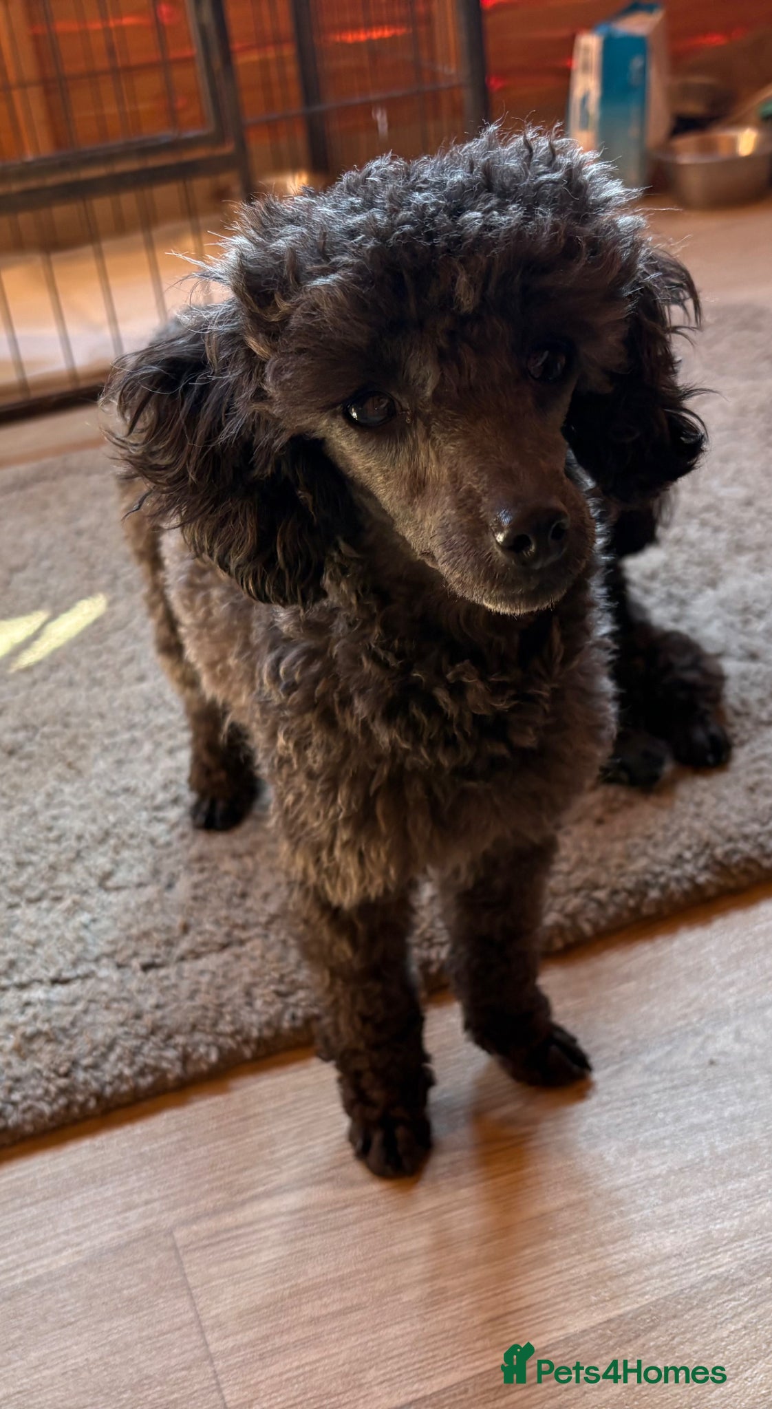 Toy Poodle dogs 2 Stunning toy poodles 1 female 1 male left   - Advert 15