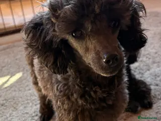 Toy Poodle dogs 2 Stunning toy poodles 1 female 1 male left - Advert 8