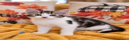 Mixed Breed cats for sale: 🐾 6 Adorable & Playful Kittens - 1 Girl & 5 Boys - Advert 4