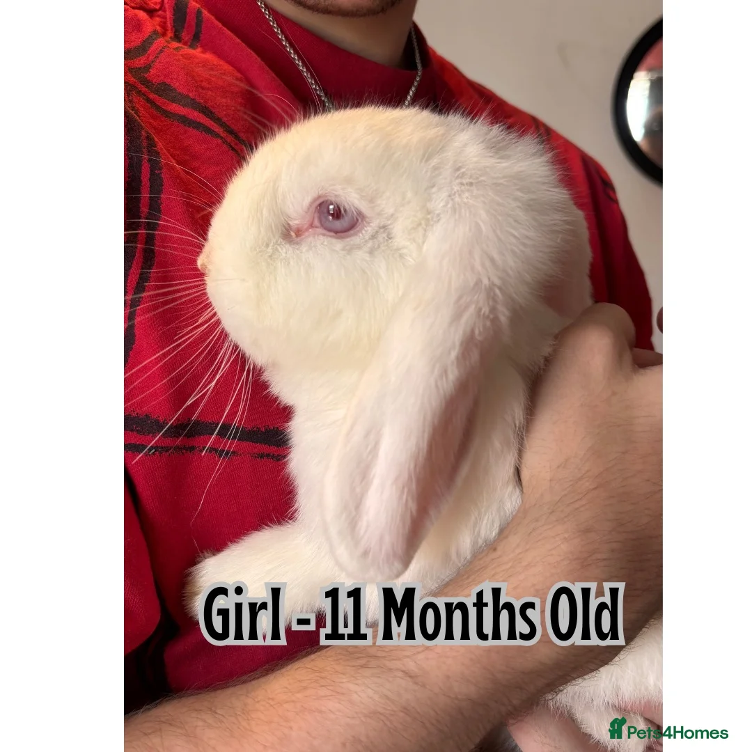 Mini Lop rabbits for sale: Bonded 11 month old sisters (Must go together) - Advert 2