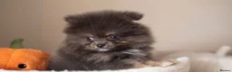 Pomeranian dogs for sale: Beautiful boys ready for their new homes  - Advert 5