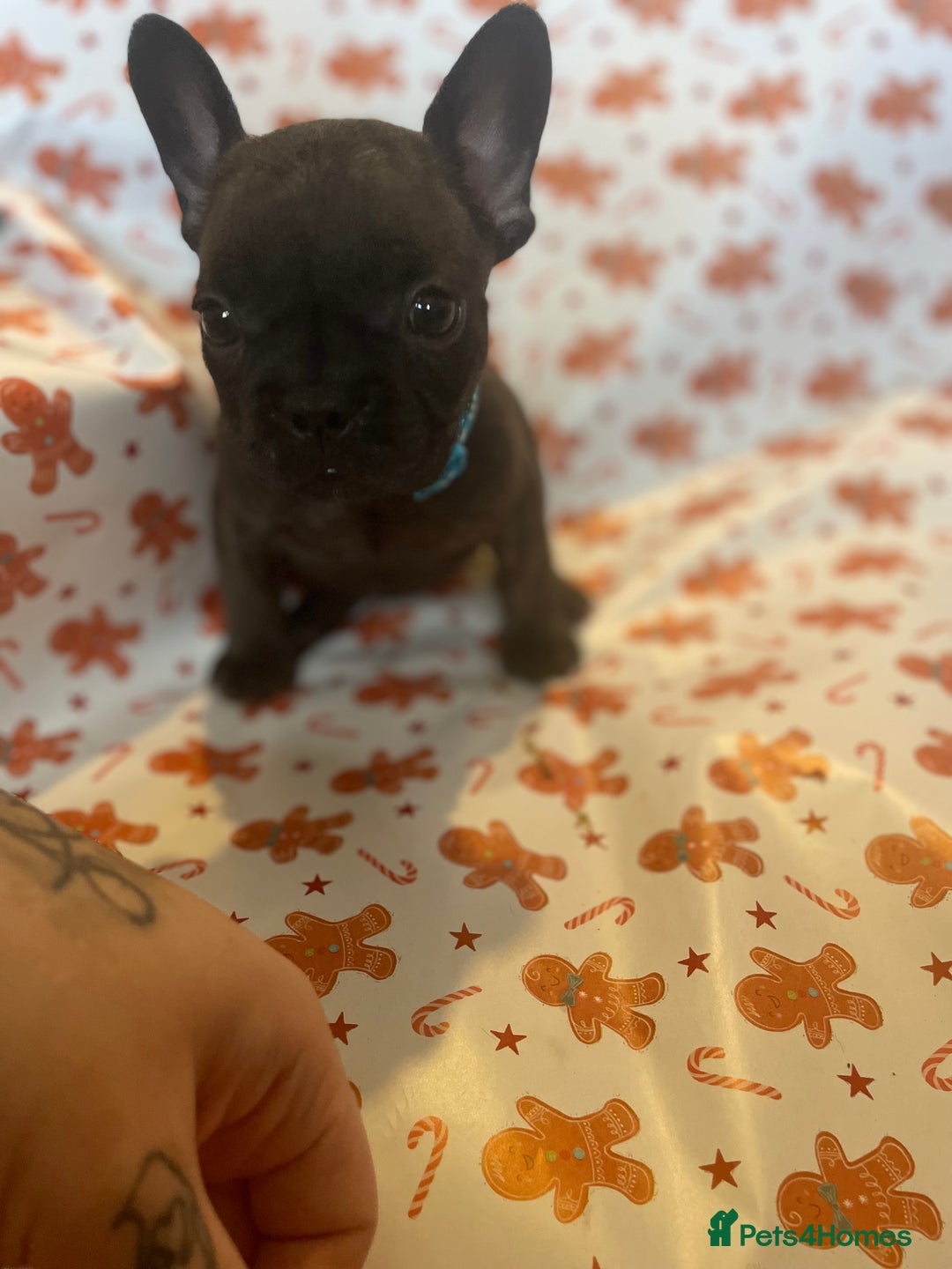 French Bulldog dogs for sale: French Bulldog Puppies - Advert 1