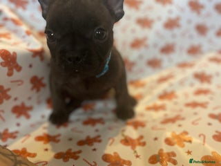 French Bulldog dogs French Bulldog Puppies - Advert 1