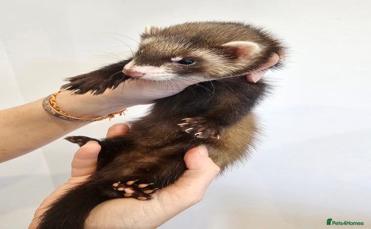 Ferret rodents - Advert 11