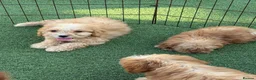 Cockapoo dogs for sale: Cockapoo f1 puppies  - Advert 7
