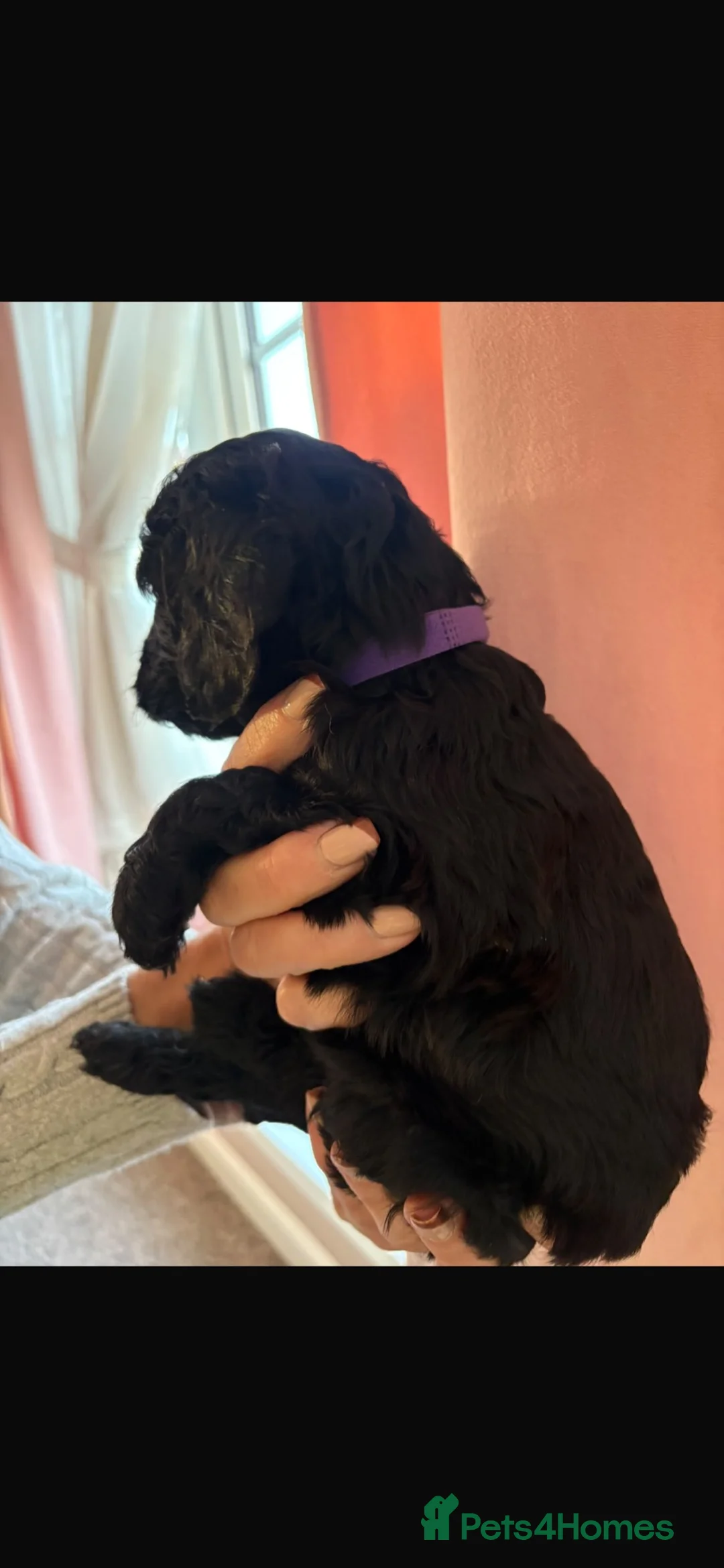 Cockapoo dogs for sale: 6 beautiful cockapoos for sale  - Advert 19