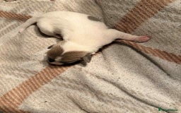 Jack Russell dogs for sale: White,blue,red tri jack Russell pups  - Advert 17