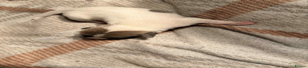 Jack Russell Puppy 5