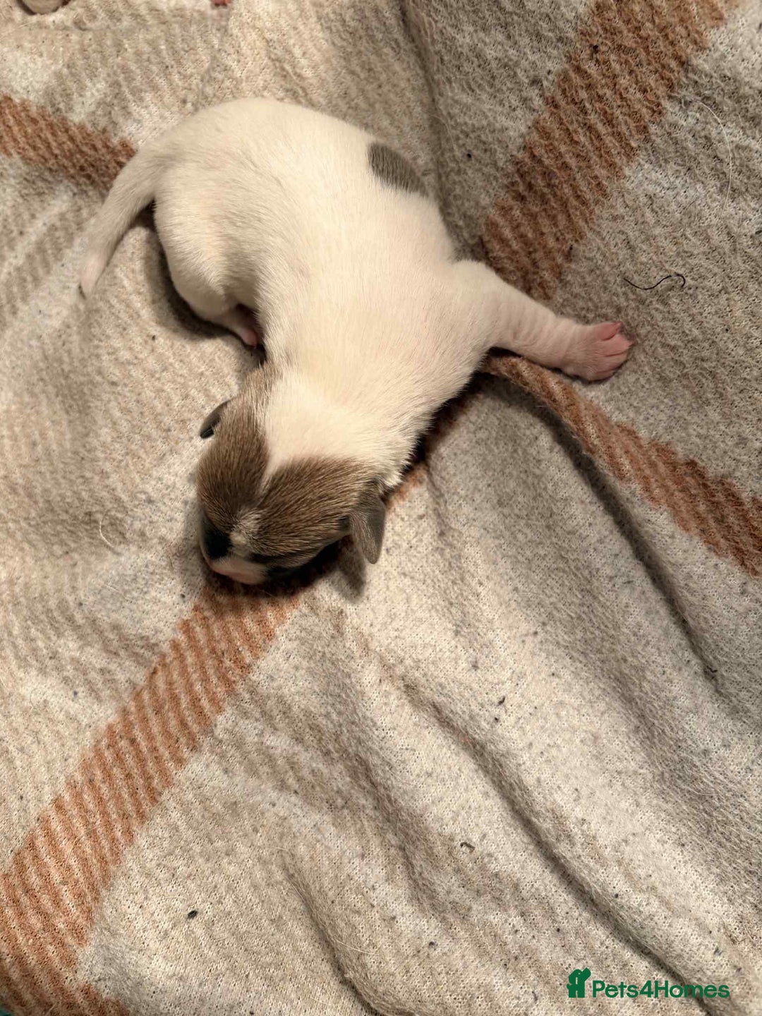 Jack Russell dogs for sale: White,blue,red tri jack Russell pups  - Advert 17