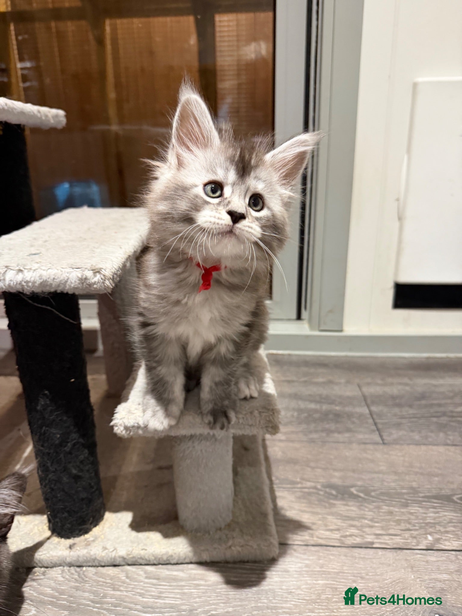 Maine Coon cats Beautiful black smoke & silver shaded Maine coons  - Advert 2