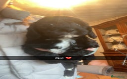 Cockapoo dogs for sale: Beautiful F1 cockapoo  - Advert 5