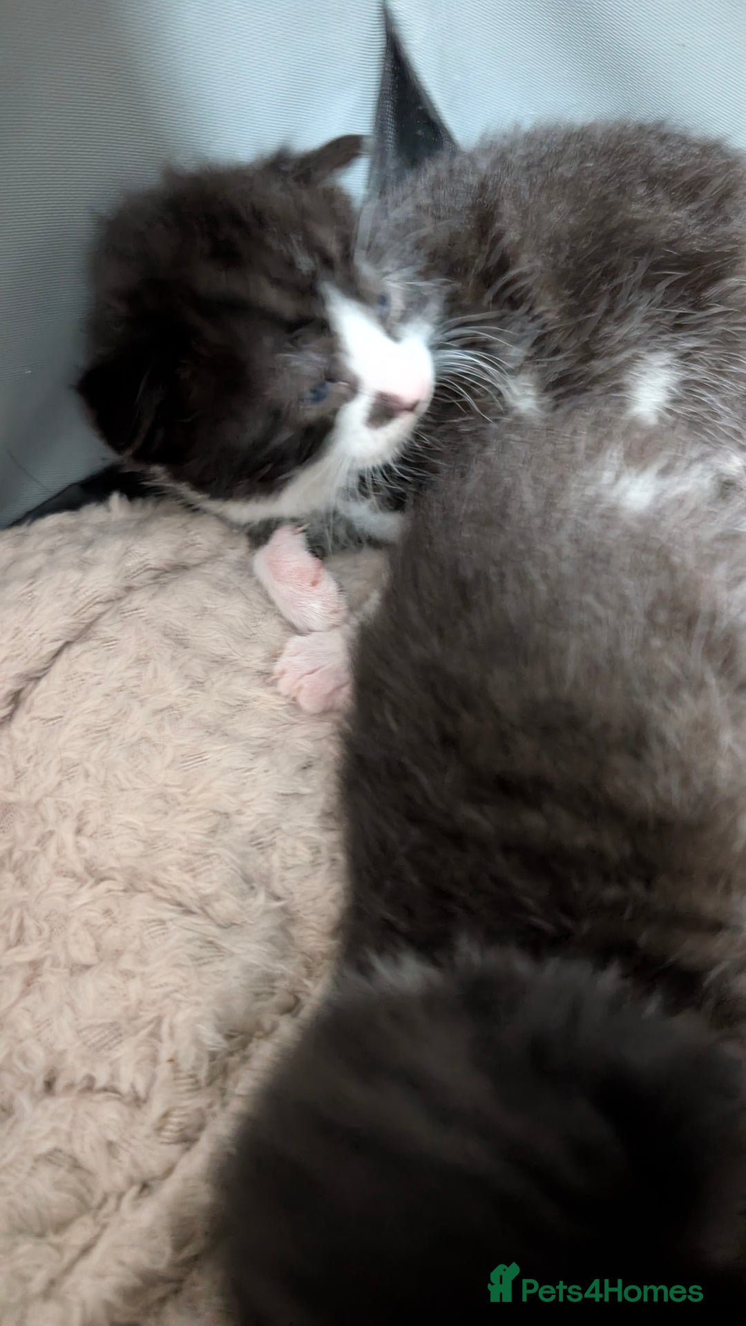 British Shorthair cats for sale: 4 beautiful kittens for sale  - Advert 11