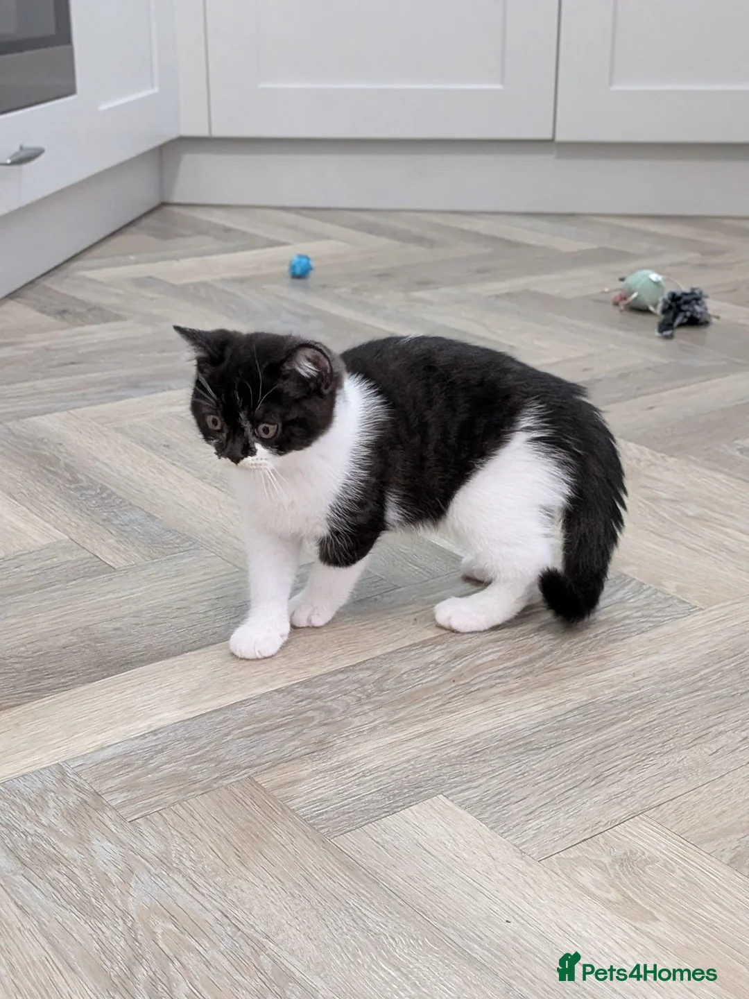 British Shorthair cats for sale: GCCF Registered Kittens  - Advert 26