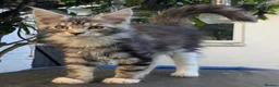 Maine Coon cats for sale: 🏆 Champion Sired Maine Coon Kittens – TICA - Advert 11