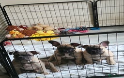 French Bulldog dogs for sale: 🐶3 french bulldogs left, price reduced £500🐶 - Image 3