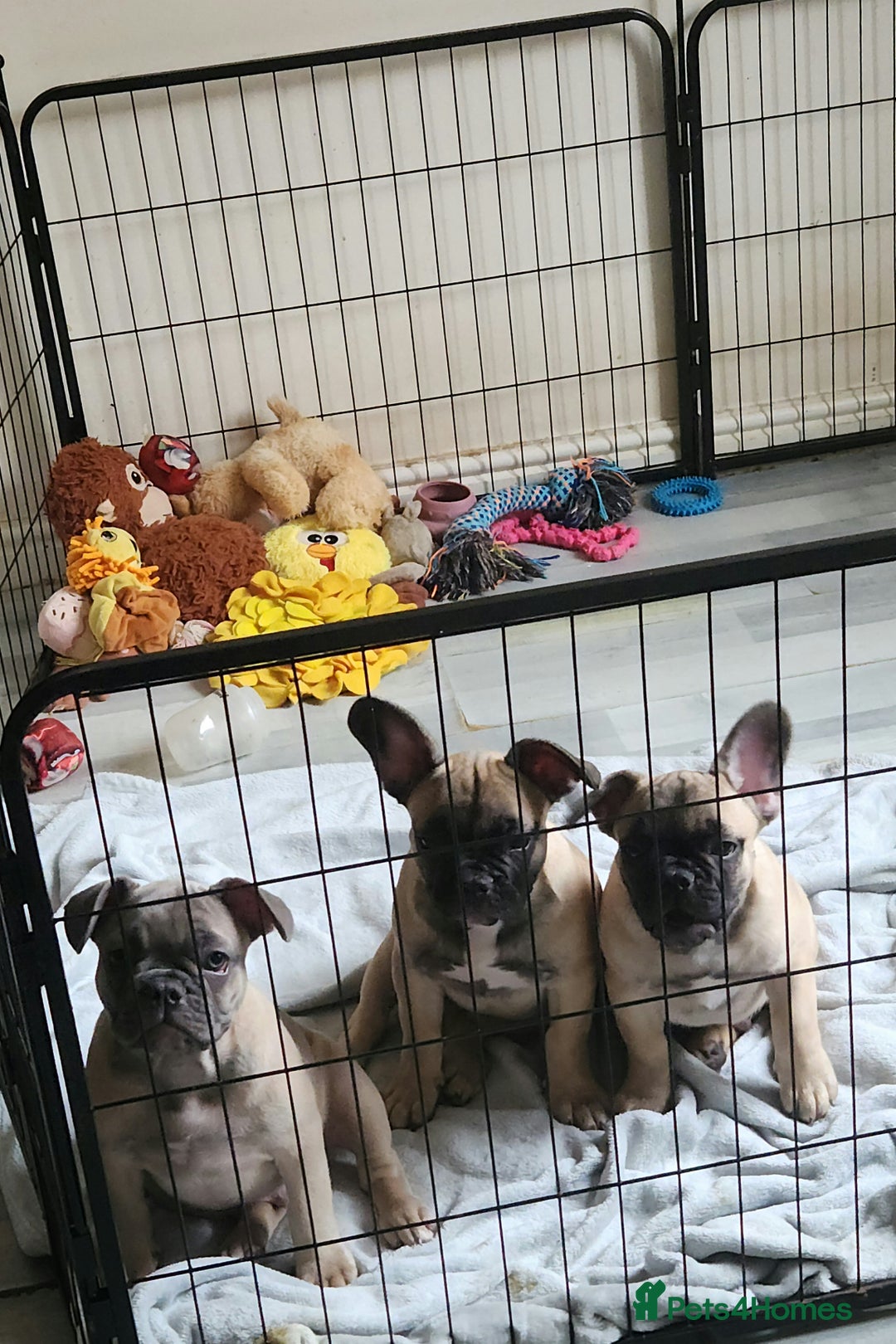 French Bulldog dogs for sale: 🐶3 french bulldogs left, price reduced £500🐶 - Image 3
