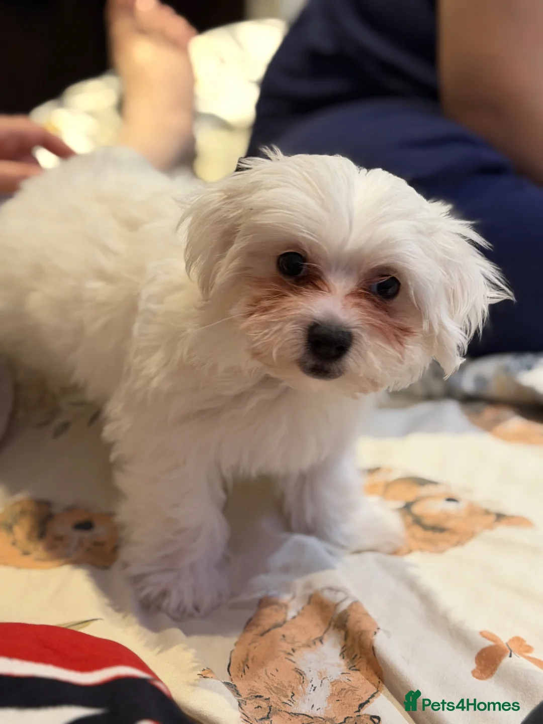 Bichon Frise dogs for sale: Puppy bichon  in London - Advert 2