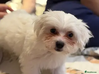 Bichon Frise dogs Puppy bichon - Advert 2