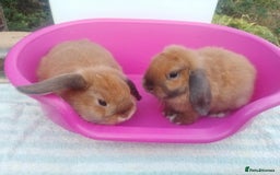 Mini Lop rabbits for sale: Female and Male Baby Minilops: Pretty Colours - Image 5