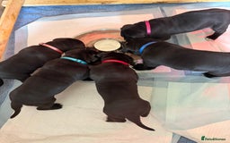 Cane Corso dogs for sale: CANE CORSO. FULL PEDIGREE. CHAMPION BLOODLINE. - Image 7