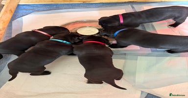 Cane Corso dogs - Advert 11