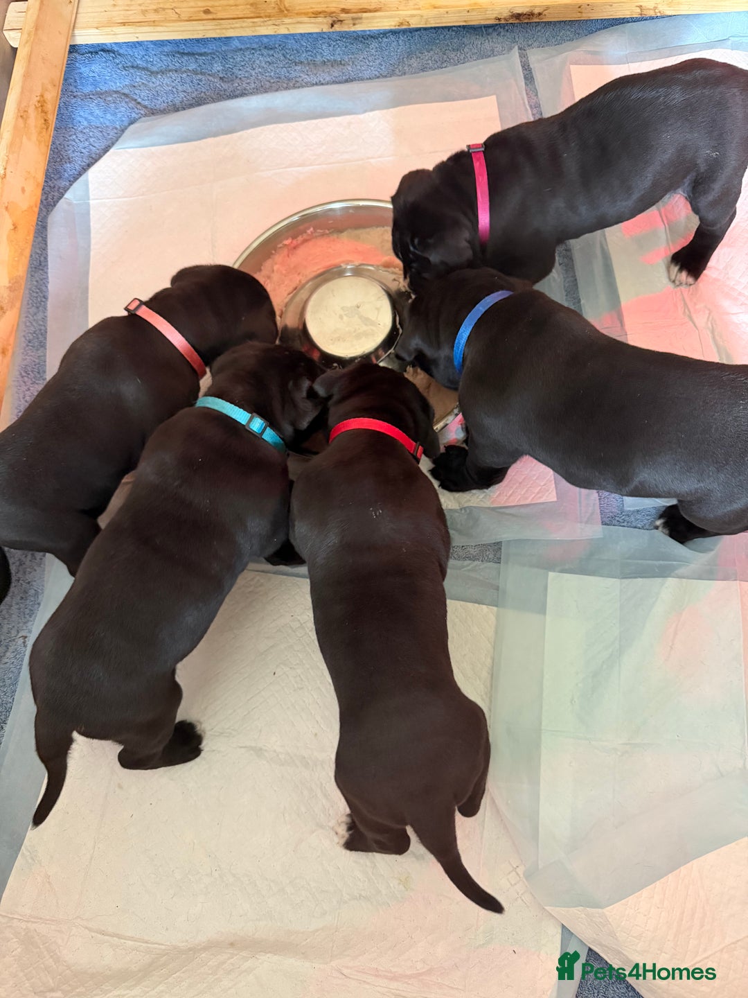 Cane Corso dogs for sale: CANE CORSO. FULL PEDIGREE. CHAMPION BLOODLINE. - Image 7