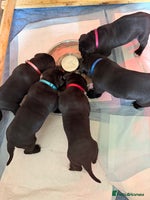 Cane Corso dogs - Advert 11