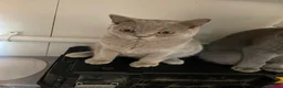 British Shorthair cats for sale: Pedigree British shorthair kittens  - Advert 4