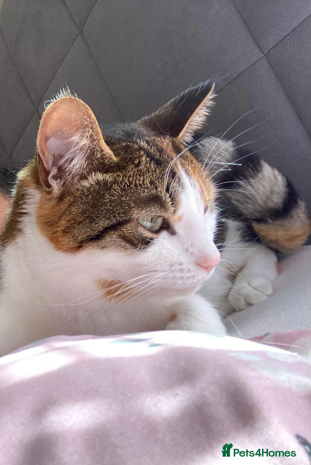 Mixed Breed cats for sale: Kiki mixed Bengal - Advert 2