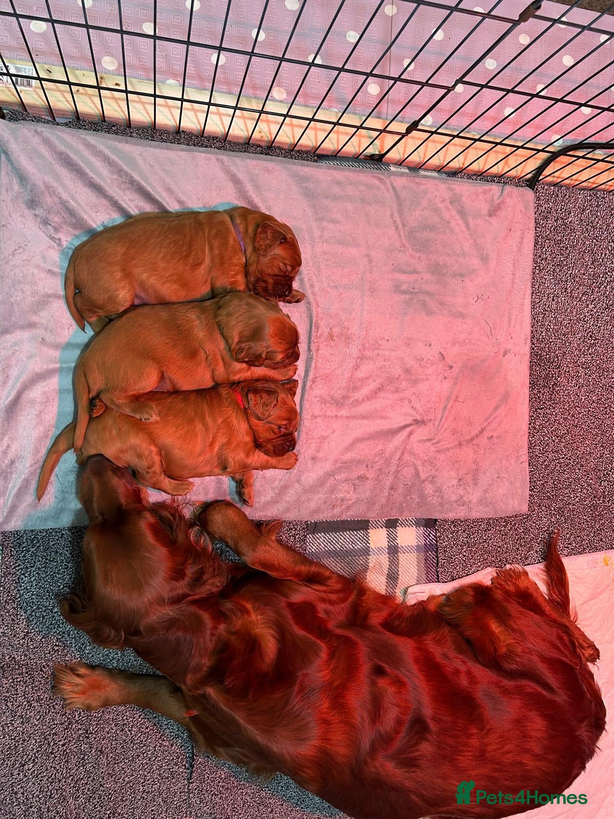 Irish Setter dogs Irish Setter Puppies - Advert 1