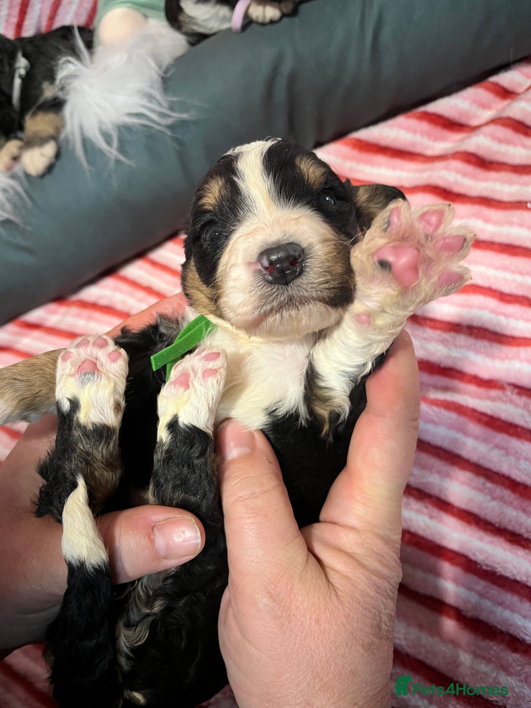 Bernedoodle dogs for sale: Tri Bernedoodle boys and girls  - Advert 3