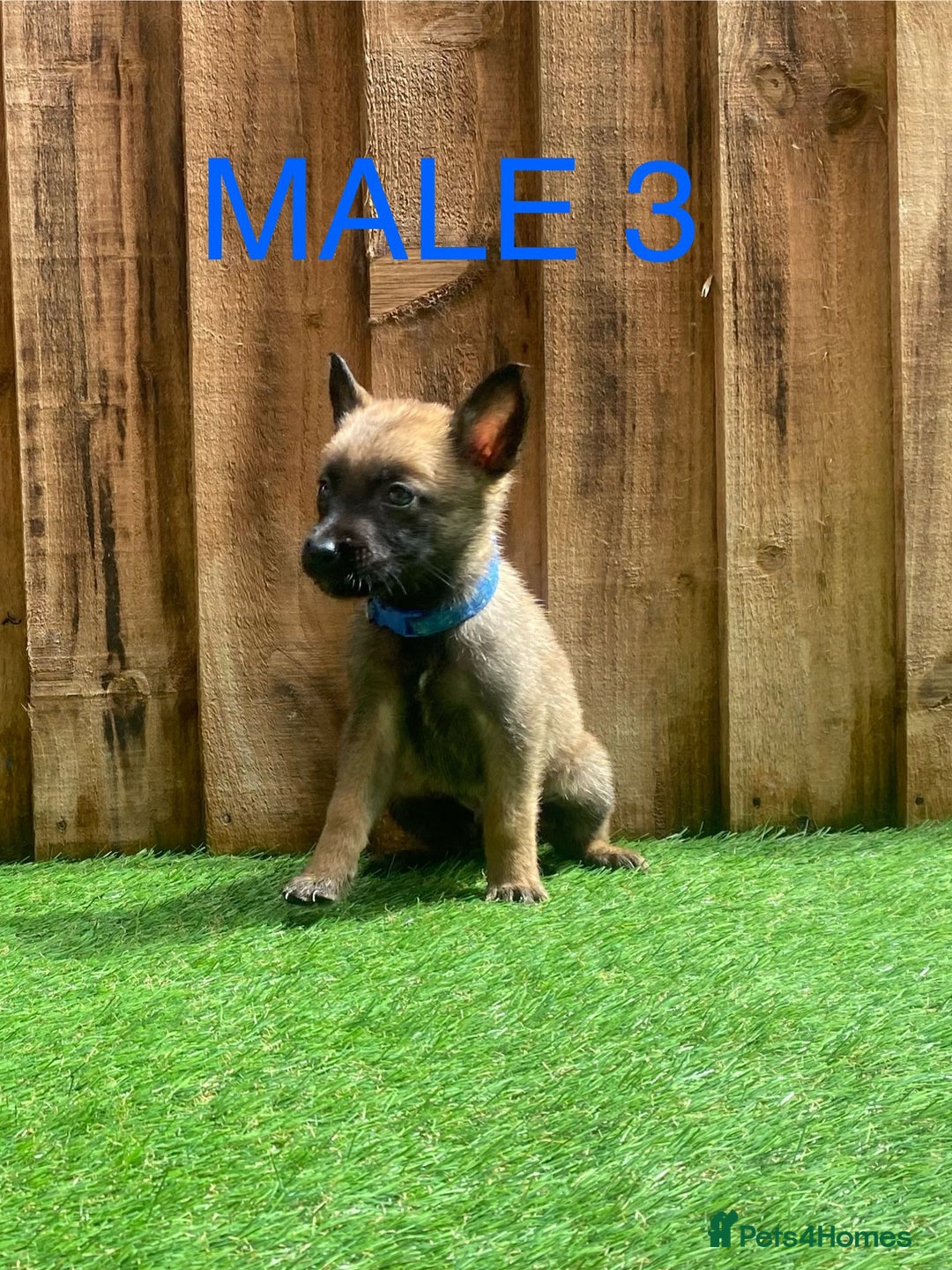Belgian Shepherd Dog dogs for sale: Beautiful Belgium Malinois pups for sale  - Image 27