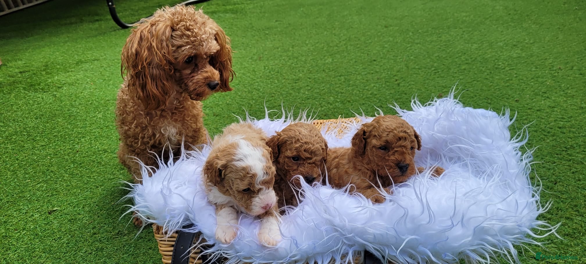 Toy Poodle dogs Gorgeous Toy poodle Puppies - 2 girls and 1 boy  - Advert 2