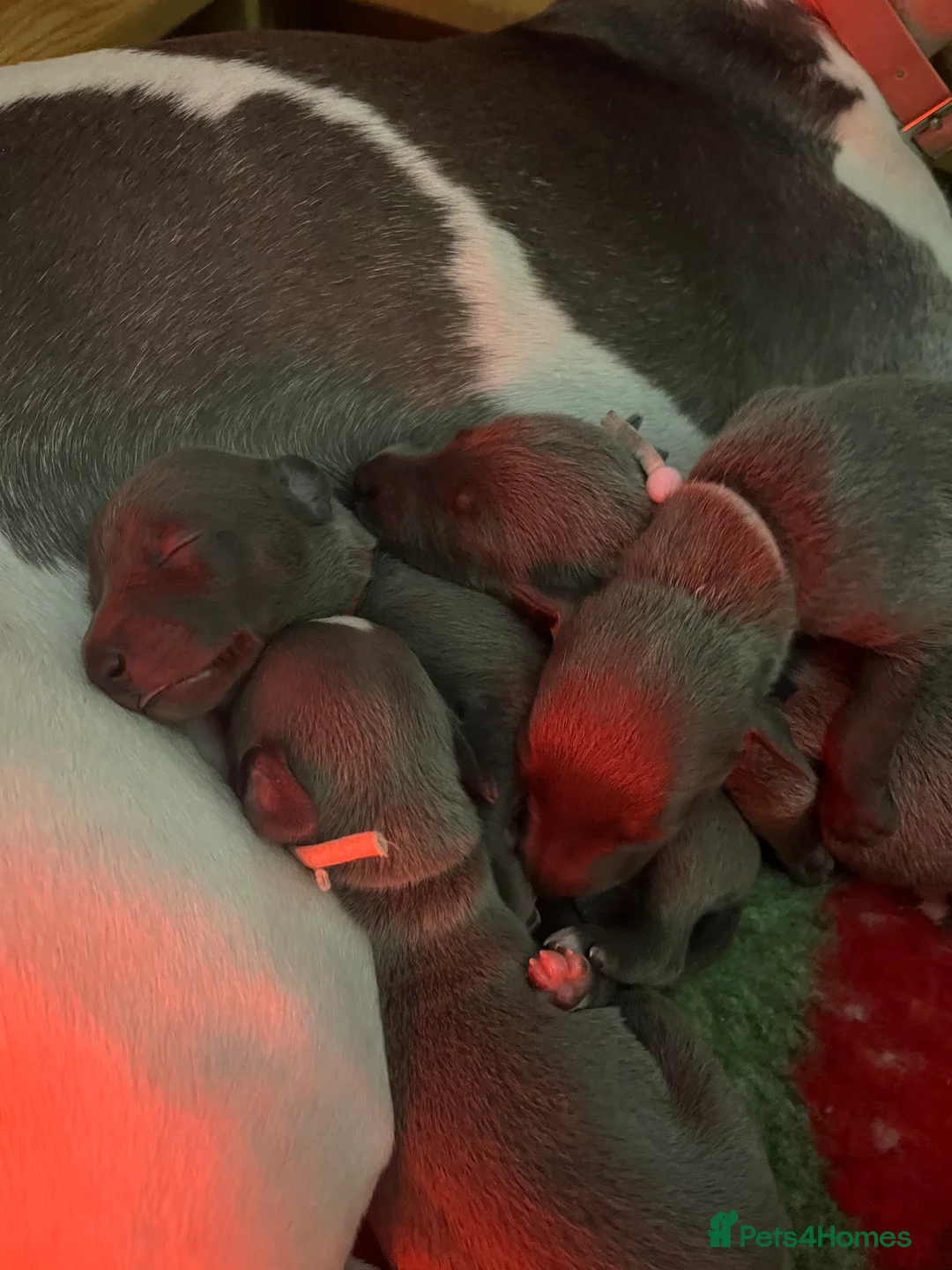 Whippet dogs for sale: Beautiful whippet pups - Advert 2