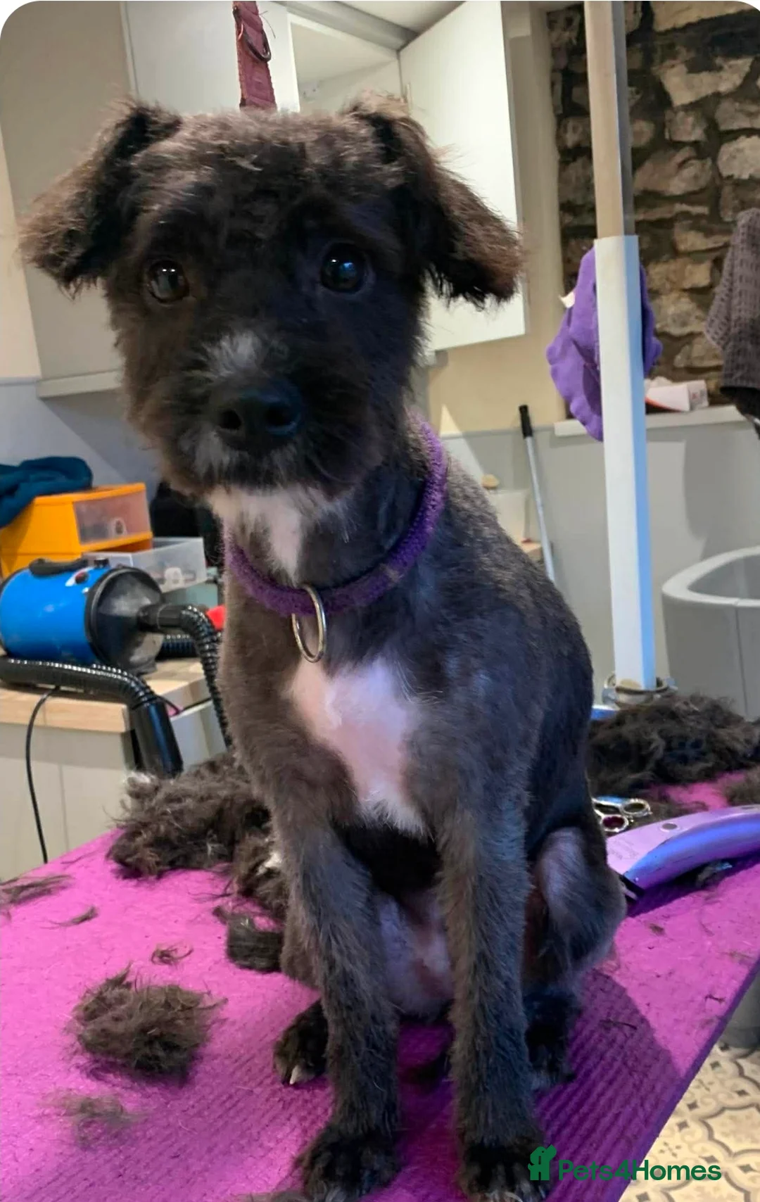 Mixed Breed dogs for adoption: CAMI 8 months - Advert 1