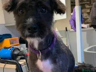 Mixed Breed dogs CAMI 8 months - Advert 2