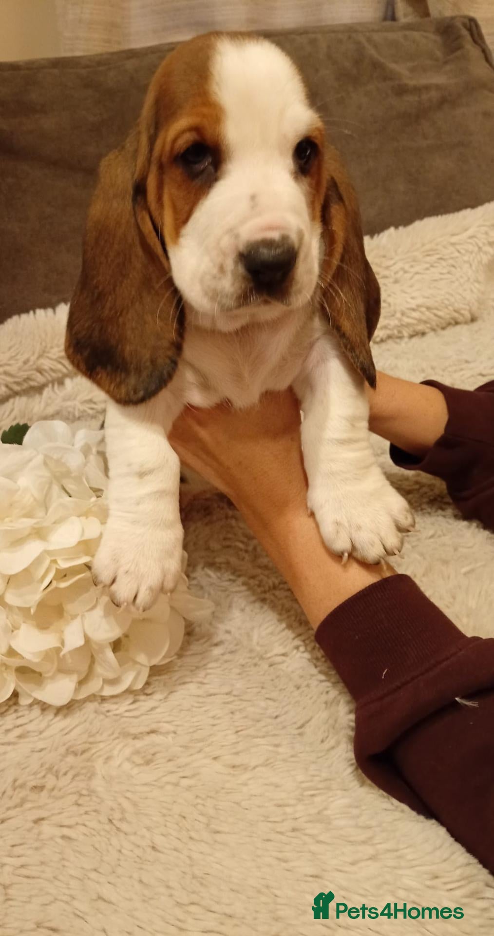 Basset Hound dogs Beautiful basset hounds - Advert 4